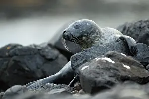 Loch: Common Seal (Phoca vitulina) pup in a Scottish loch