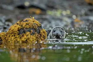 Loch: Common Seal (Phoca vitulina) pup swimming in a Scottish loch