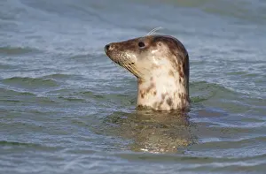 Zeeland: Common Seal (Phoca vitulina) resting in the wat