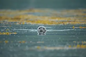 Loch: Common Seal (Phoca vitulina) swimming in a Scottish loch