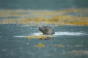 Loch: Common Seal (Phoca vitulina) swimming in a Scottish loch