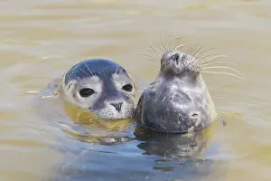 Harbour: Common Seal portrait