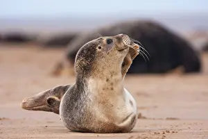 Waking: Common Seal - pup just waking up and taking a