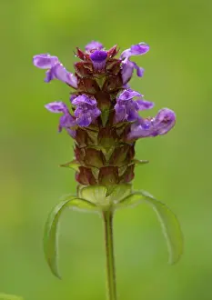 Prunella: Common Selfheal