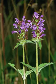 Prunella: Common Selfheal