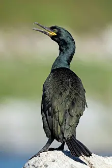Shag: Common shag (Phalacrocorax aristotelis), adult animal