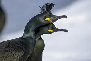 Phalacrocorax: Common shag (Phalacrocorax aristotelis), pair, plumage