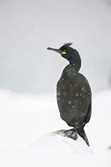 Phalacrocorax: Common shag (Phalacrocorax aristotelis), in the