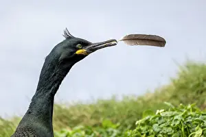 Estuary: Common shag (Phalacrocorax aristotelis), with feather