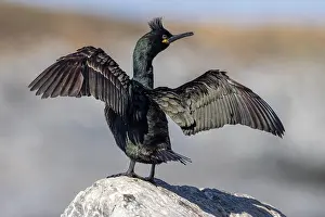 Estuary: Common shag (Phalacrocorax aristotelis), plumage