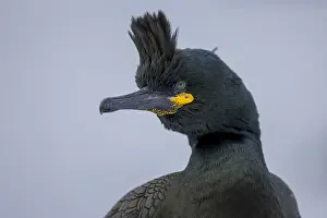 Phalacrocorax: Common shag (Phalacrocorax aristotelis), portrait