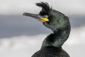 Phalacrocorax: Common shag (Phalacrocorax aristotelis), portrait
