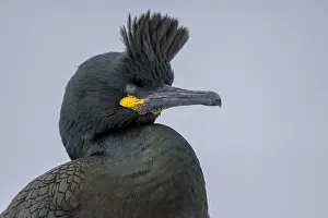 Phalacrocorax: Common shag (Phalacrocorax aristotelis), portrait
