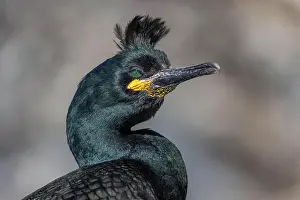 Estuary: Common shag (Phalacrocorax aristotelis), portrait
