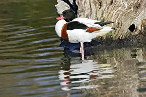 Shelducks: Common Shelduck