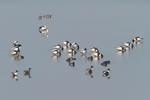 Shelduck: Common Shelduck