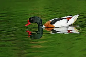 Shelduck: Common Shelduck