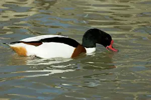 Shelduck: Common Shelduck