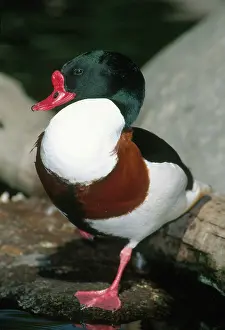Webbed: Common Shelduck