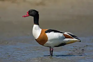 Shelduck: Common Shelduck