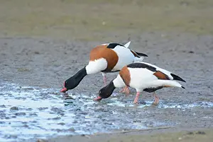 Shelduck: Common Shelduck