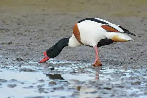 Shelduck: Common Shelduck