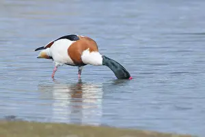 Shelduck: Common Shelduck