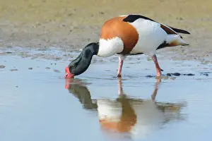 Shelduck: Common Shelduck