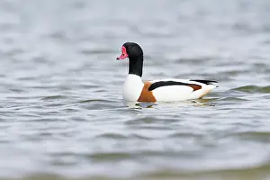 Shelduck: Common Shelduck