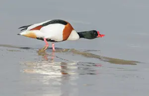 Shelduck: Common Shelduck
