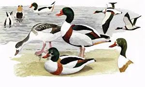 Shelduck: Common Shelduck