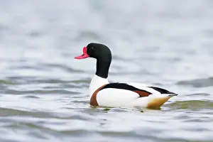 Shelduck: Common Shelduck
