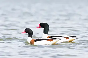 Shelduck: Common Shelduck