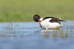 Shelduck: Common Shelduck