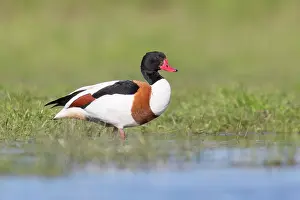 Shelduck: Common Shelduck