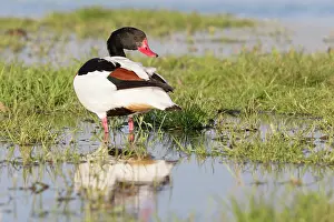 Shelduck: Common Shelduck