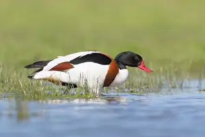 Shelduck: Common Shelduck