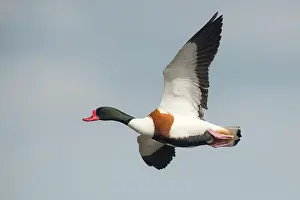 Shelduck: Common Shelduck