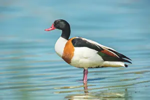 Shelduck: Common Shelduck