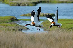 Shelduck: Common Shelduck