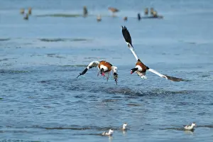 Shelduck: Common Shelduck