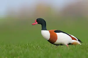 Shelduck: Common Shelduck