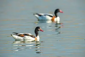 Shelduck: Common Shelduck