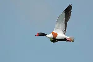 Shelduck: Common Shelduck