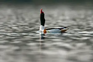 Shelduck: Common Shelduck