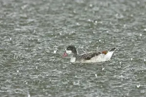 Shelduck: Common Shelduck