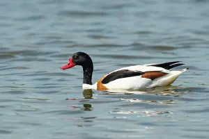 Shelduck: Common Shelduck
