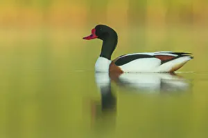 Shelduck: Common Shelduck
