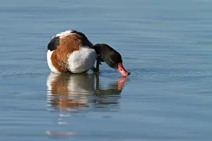Shelduck: Common Shelduck