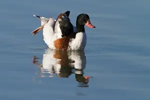 Shelduck: Common Shelduck